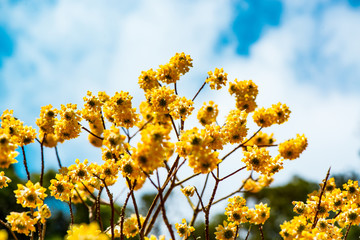 Obraz premium 西方寺のミツマタ