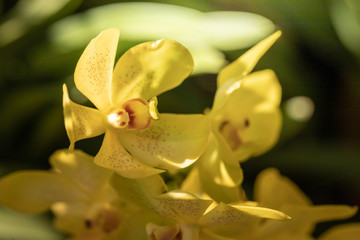 Beautiful blooming orchids in forest