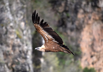 buitre leonado en vuelo