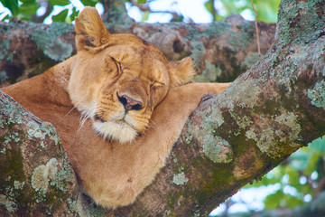 Young lion / lioness sleeping on a tree branch in Maasai Mara National park. Taken while on a game drive during a safari trip around Kenya and Tanzania.  