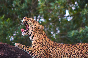 Leopard yawning while resting on a tree branch in Maasai Mara national park. Taken while on a game drive during a safari trip around Kenya and Tanzania. 