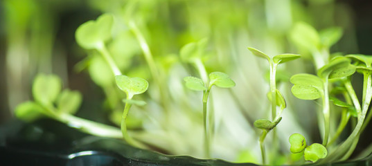 microgreen arugula sprouts into seedling pots. Raw sprouts, microgreens, healthy eating concept. superfood grown at home