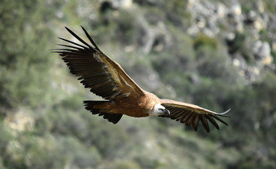 buitre leonado volando en un parque natural