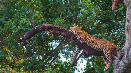 Leopard sleeping peacefully on a tree branch in Maasai Mara national park. Taken while on a game drive during a safari trip around Kenya and Tanzania.  © Sergio