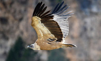 buitre leonado volando en un parque natural