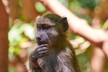 Monkey in thinking pose standing in the shade. Taken in Kenya during safari game drive.