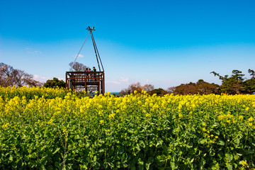 長崎鼻の菜の花