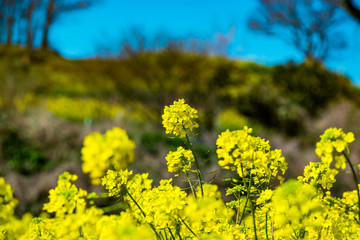 長崎鼻の菜の花