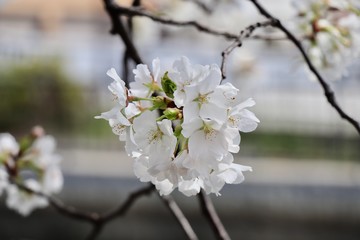 桜　サクラ　さくら