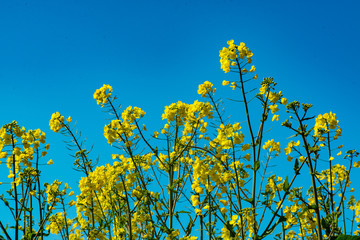 長崎鼻の菜の花