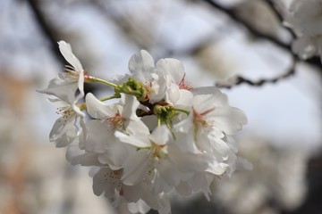 桜　サクラ　さくら
