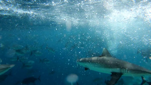 shark bite into camera