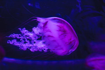 blue jellyfish in water
