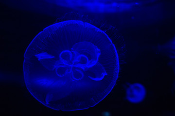 blue jellyfish, Two Oceans Aquarium, Cape Town, South Africa