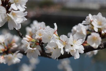 桜　サクラ　さくら