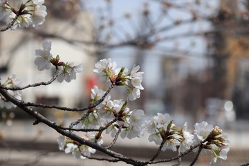 桜　サクラ　さくら