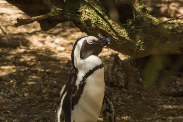 African penguin walking, Muizenberg Beach, South Africa