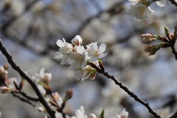 桜　サクラ　さくら