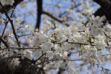 桜　サクラ　さくら