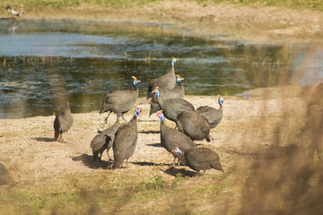 A couple of chicken d'angola