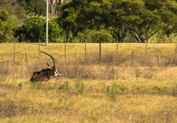 Pala-pala, an antelope in Stellenbosch, South Africa