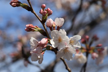桜　サクラ　さくら