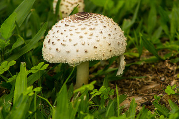 White mushroom