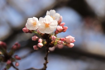 Fototapeta na wymiar 桜　サクラ　さくら