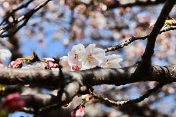 桜　サクラ　さくら