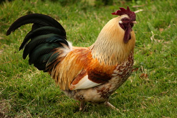 Colorful chicken