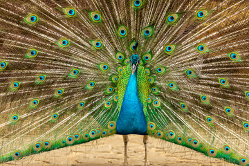 closeup on a peacock on the farm