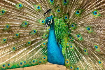 Fototapeta na wymiar closeup on a peacock on the farm