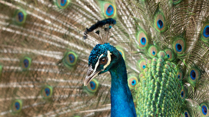 Obraz na płótnie Canvas closeup on a peacock on the farm