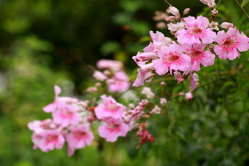 Pink flowers in Praia do Rosa, Santa Catarina, Brasil