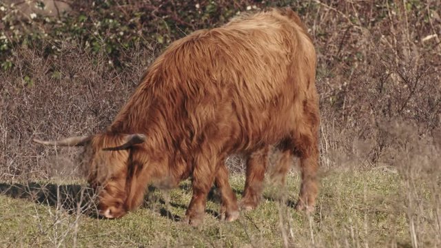 Agriculture - a highland cow grazing.