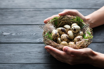 Women's hands hold bird nest with Quail eggs with green moss and feathers, lying on a black wooden...