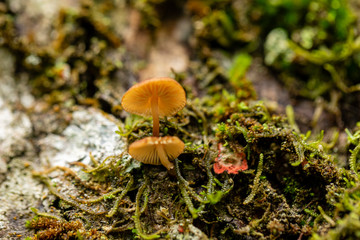 Macro photography of mushroom in the forest