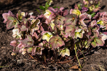 Winter flowers, hellebore blooms in freshly mulched garden