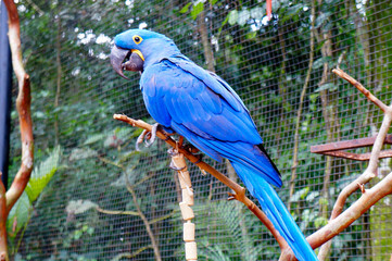 araras coloridas na natureza