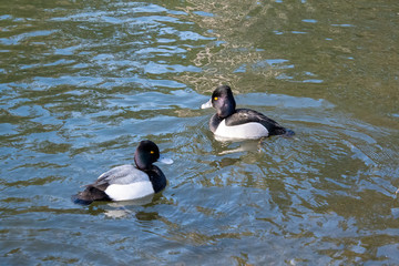 A male Ring-necked duck and a male Greater Scaup duck swimming together in the pond.  Vancouver BC Canada