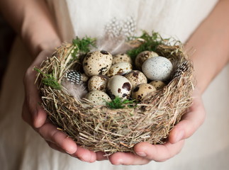 Womens hands hold bird nest with quail eggs with green moss and feathers.