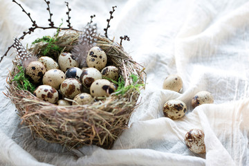 Quail eggs with green moss  in a nest on a white cotton fabric  with copy space