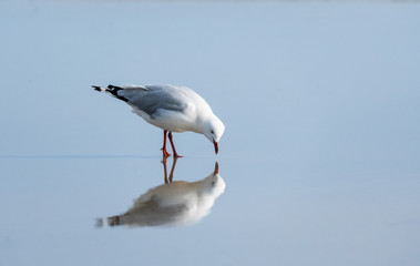 Seagull looking at it’s reflection