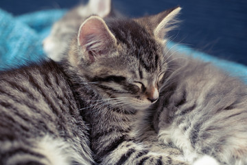 Two cute kittens, gray and tabby, are sleeping on a blue blanket