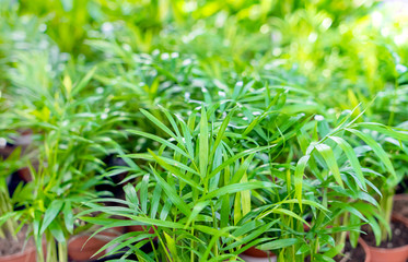 Beautiful floral background with fresh green leaves.