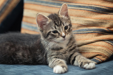 Adorable little tabby kitten lies on a sofa and looks away