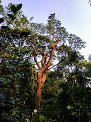 Forests are being cut down by cutting down trees.