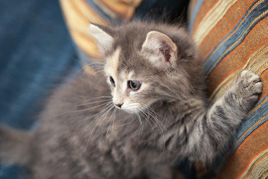 Cute gray kitten scratches a sofa cushion and looks back at the owner, who scolds him