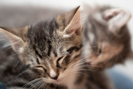 Sleepy tabby kitten close-up, another kitten with caresses
