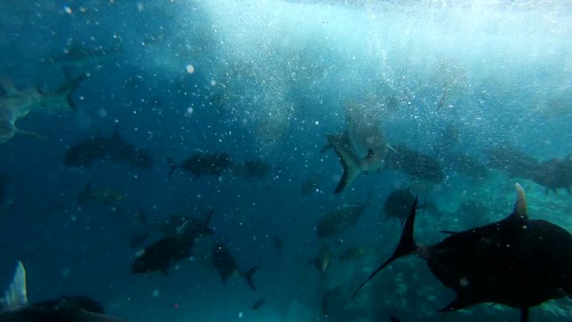 shark trying to bite camera